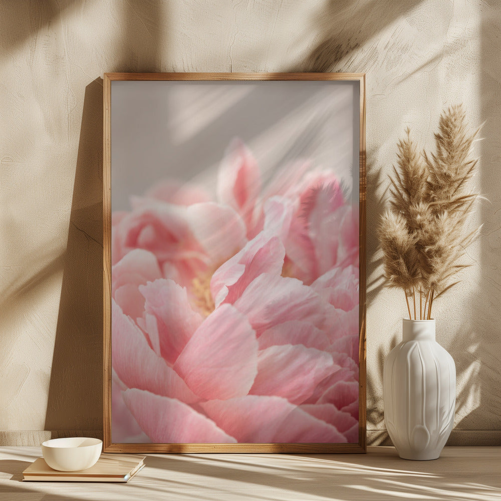 Peony 4 Poster och Canvastavla