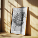 Chrysanthemum parthenium Poster och Canvastavla