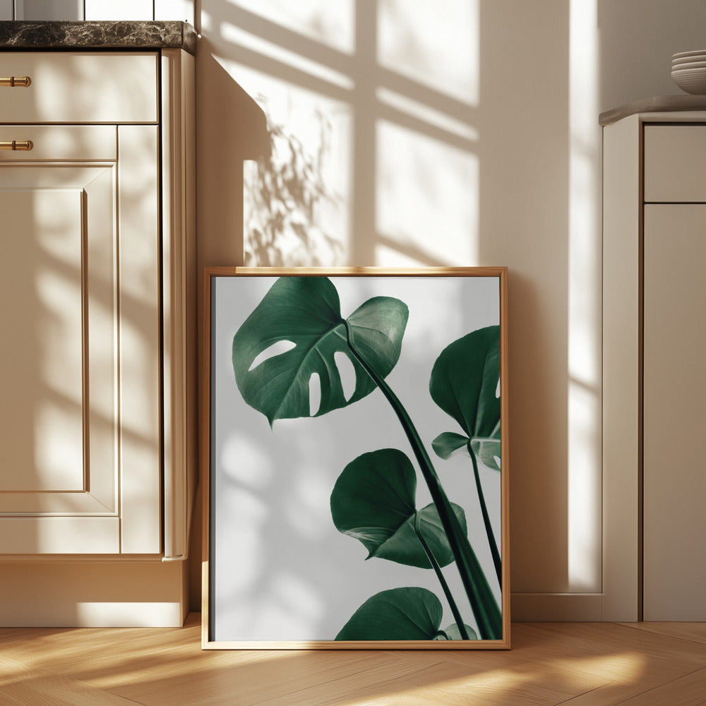 Monstera Natural 38 Poster och Canvastavla