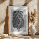 Cirsium Canum (Thistle) Poster och Canvastavla
