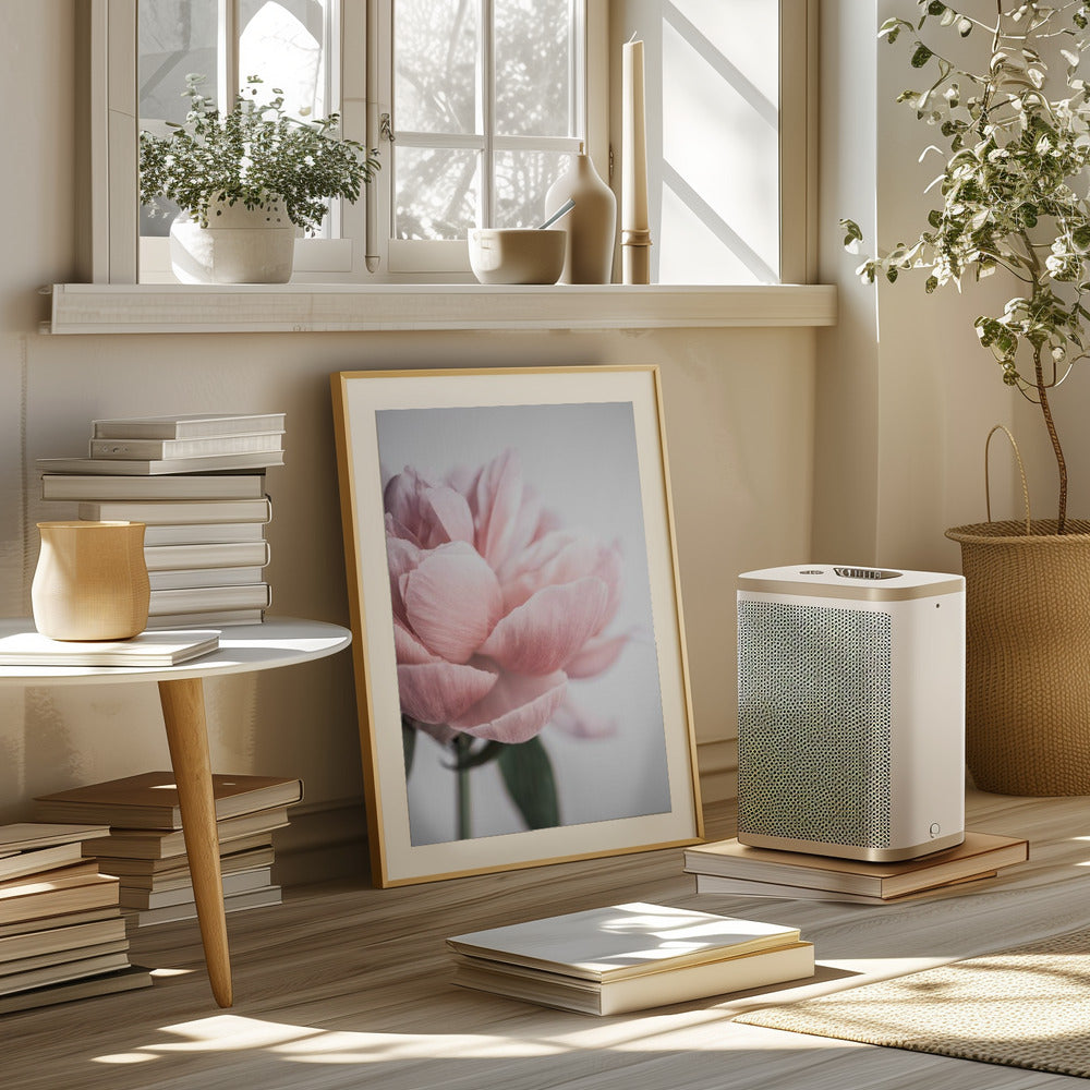 Peony 3 Poster och Canvastavla