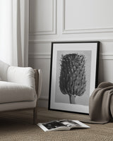 Cirsium Canum (Thistle) Poster och Canvastavla