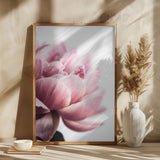 Peony 1 Poster och Canvastavla