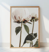 Peony 24 Poster och Canvastavla