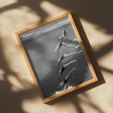 The beauty of diving Poster och Canvastavla