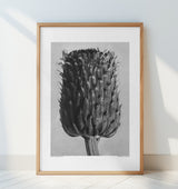 Cirsium Canum (Thistle) Poster och Canvastavla