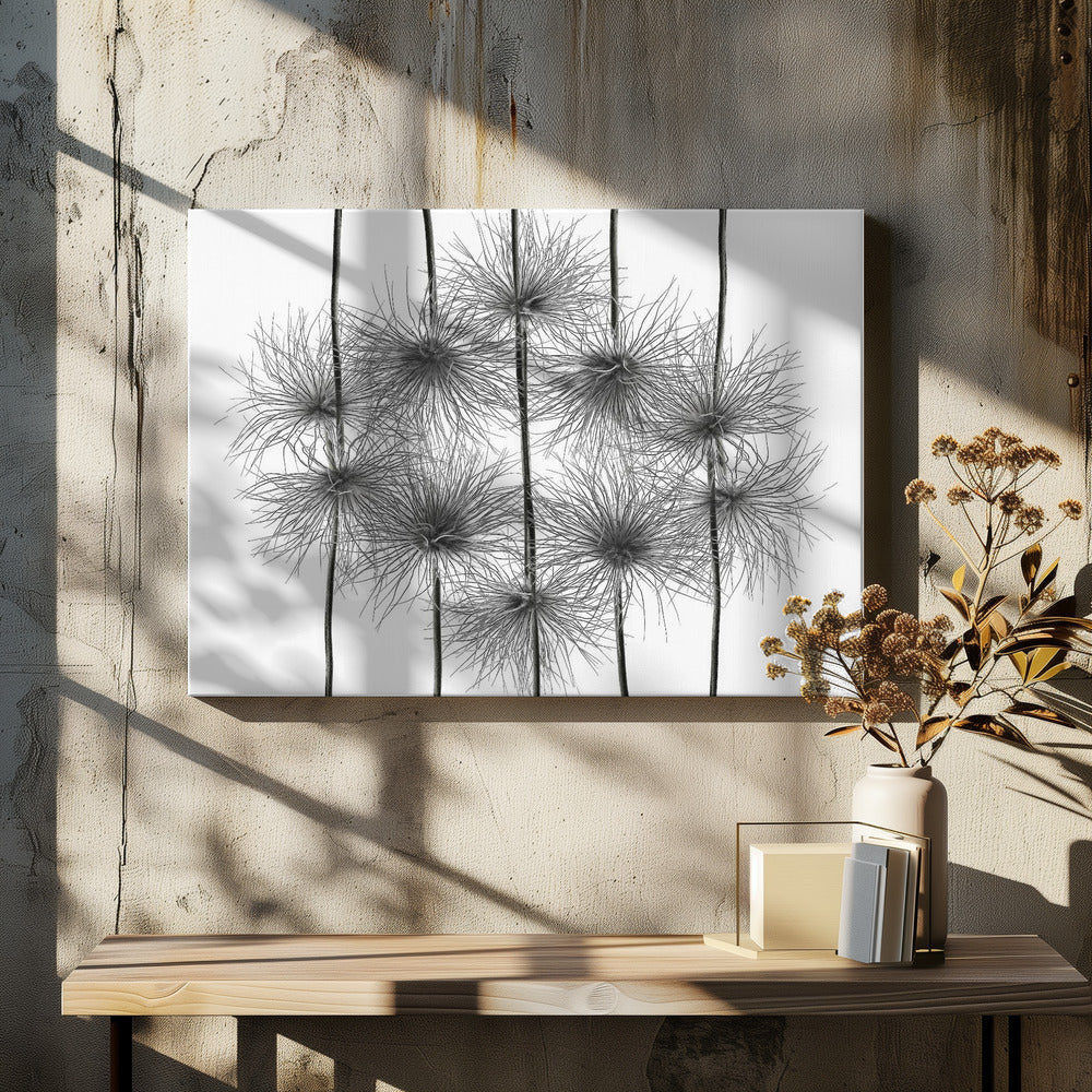 pasque flower energy Poster och Canvastavla