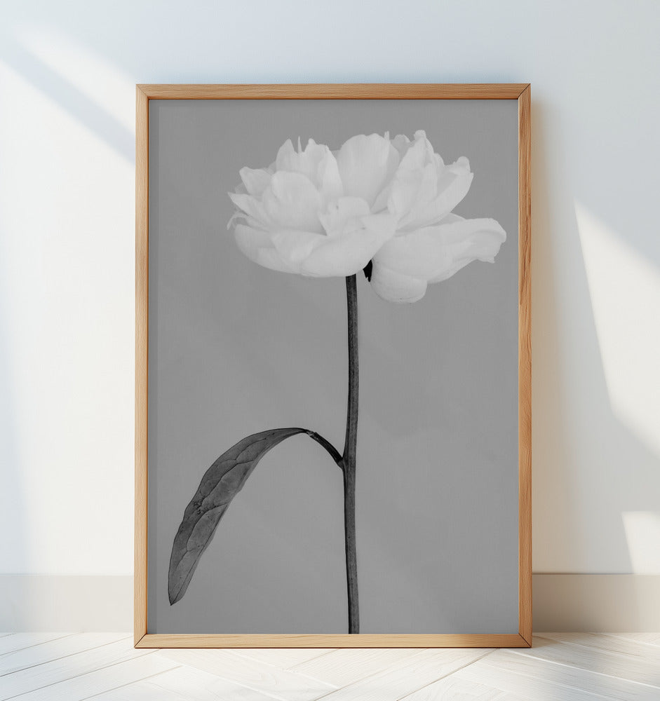 Peony 14 Poster och Canvastavla