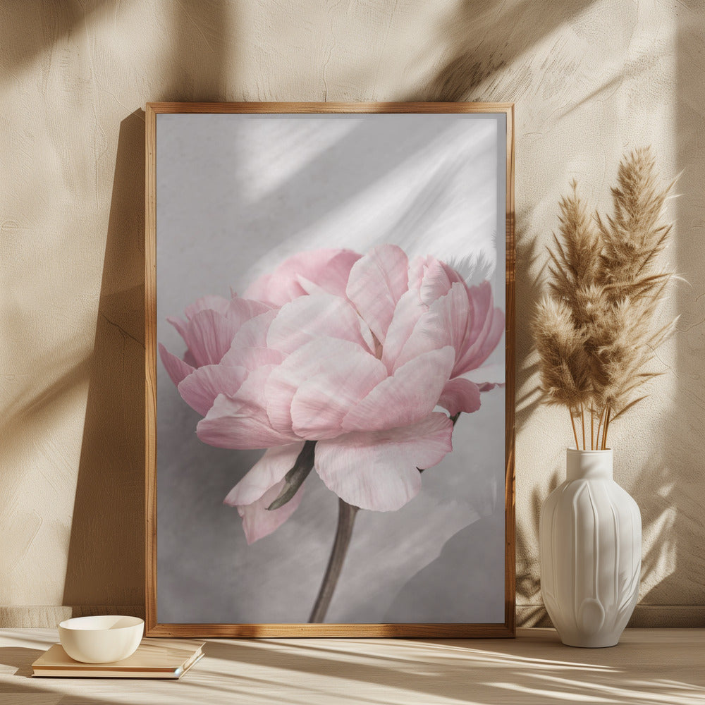 Peony Poster och Canvastavla