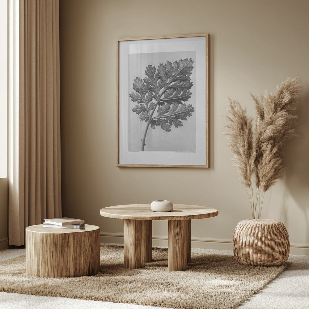 Chrysanthemum parthenium Poster och Canvastavla