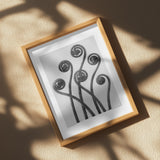 Adiantum pedatum Poster och Canvastavla