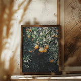 Marrakesh Oranges Poster och Canvastavla