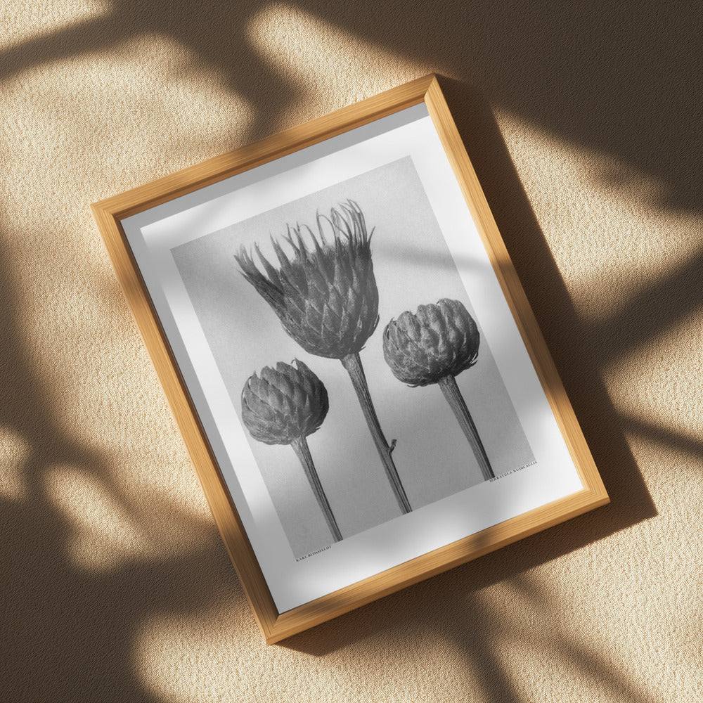 Serratula Nudicaulis Poster och Canvastavla