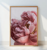 Peony Poster och Canvastavla