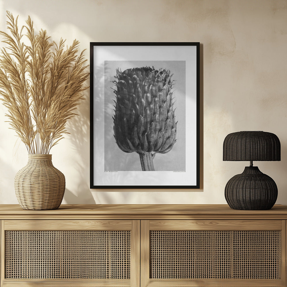 Cirsium Canum (Thistle) Poster och Canvastavla