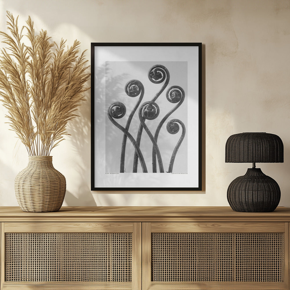 Adiantum pedatum Poster och Canvastavla