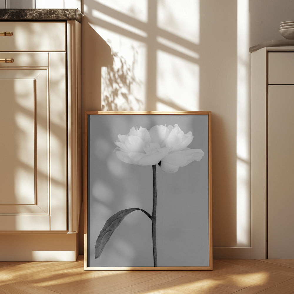 Peony 14 Poster och Canvastavla