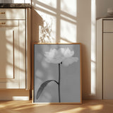 Peony 14 Poster och Canvastavla