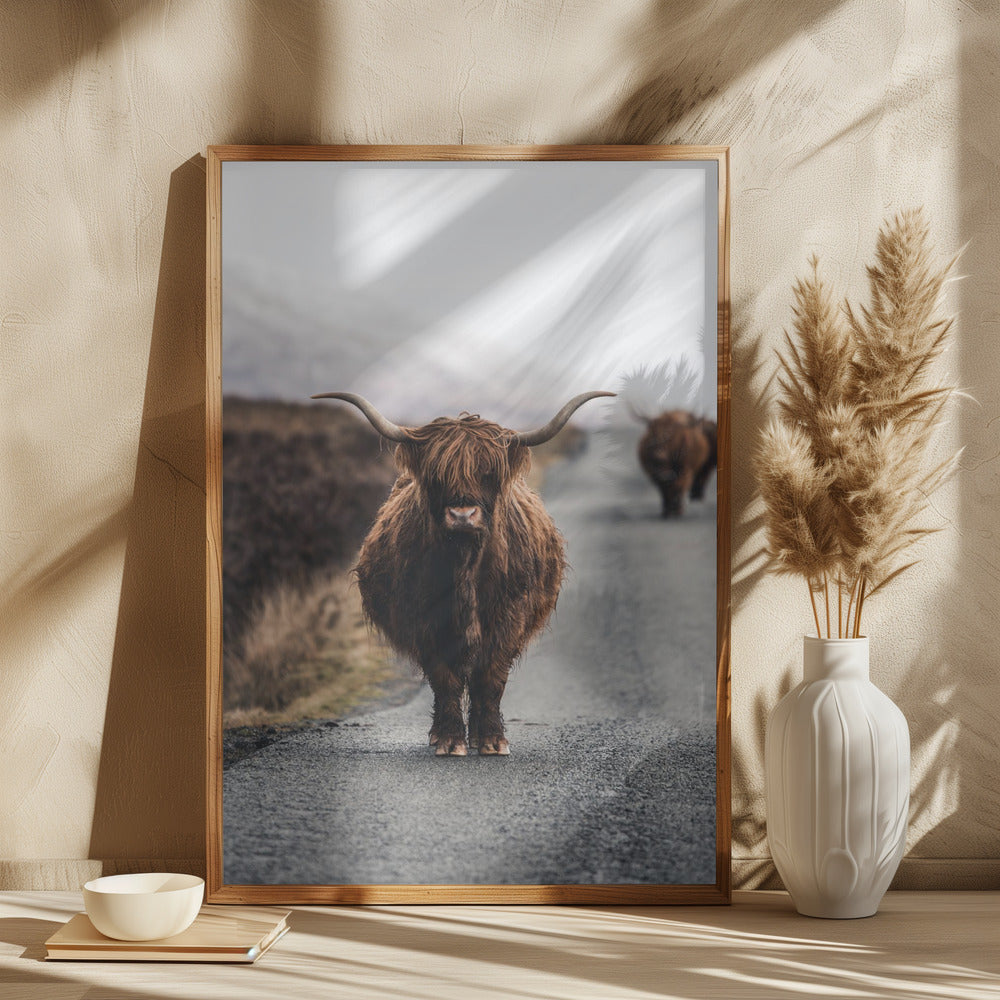 Cow Poster och Canvastavla