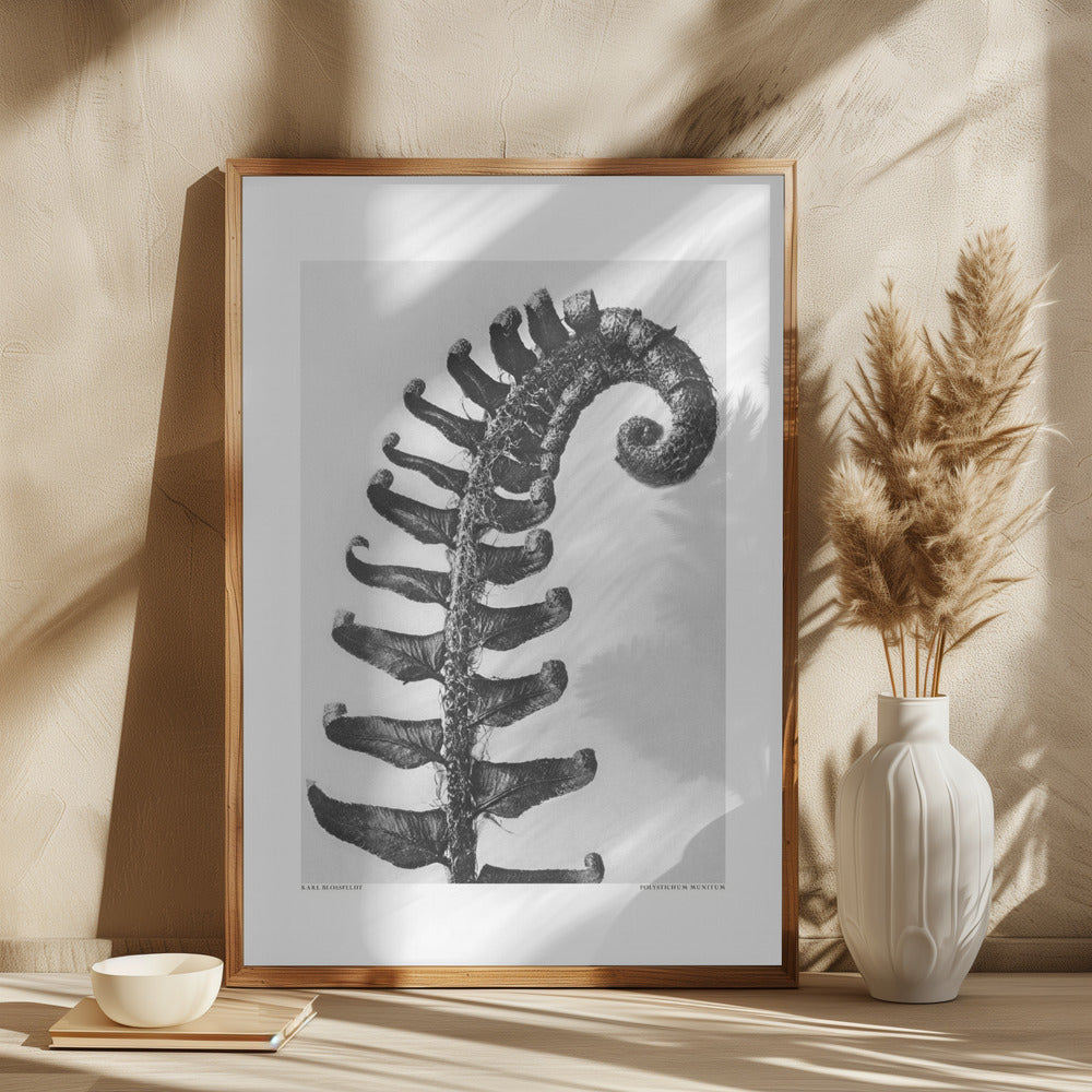 Polystichum Munitum Poster och Canvastavla