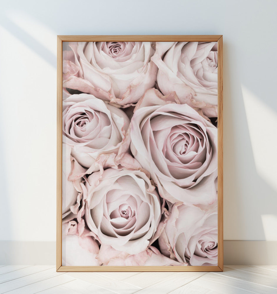 Pink Roses No 01 Poster och Canvastavla