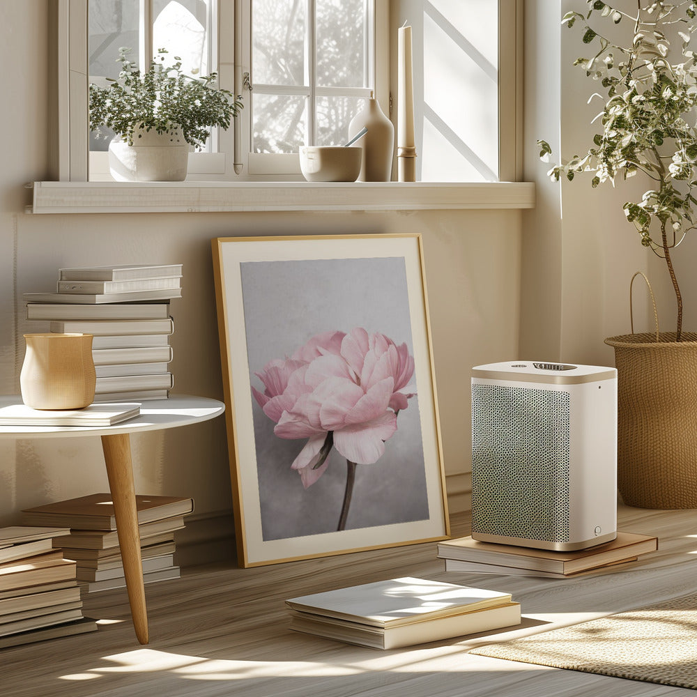 Peony Poster och Canvastavla