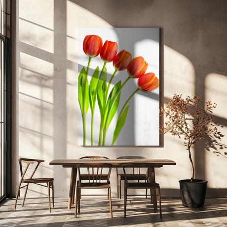 five tulips Poster och Canvastavla
