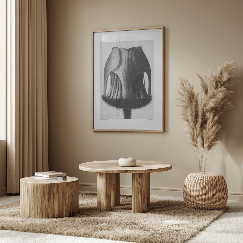 Geum Rivale Poster och Canvastavla