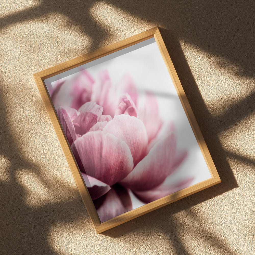 Peony 1 Poster och Canvastavla