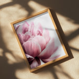 Peony 1 Poster och Canvastavla