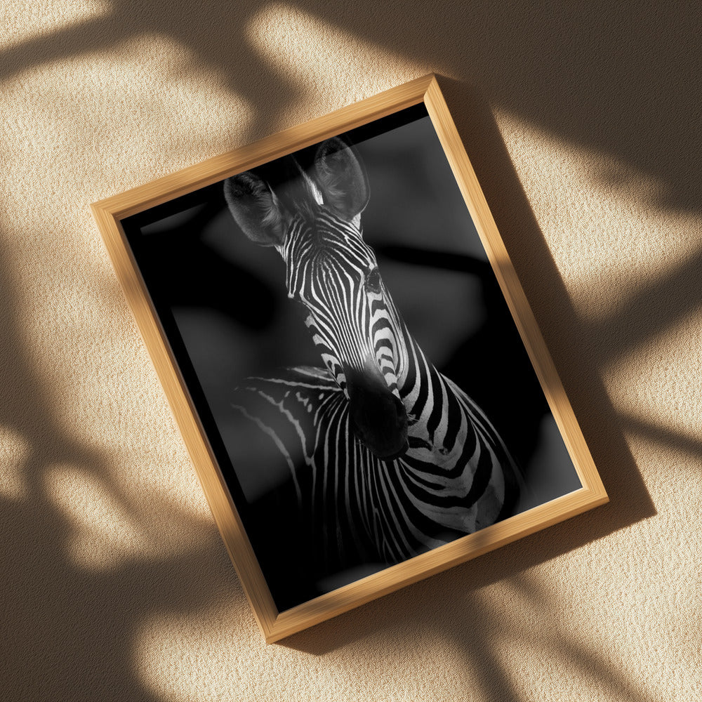 The Zebra Poster och Canvastavla