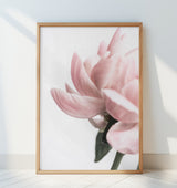 Peony 2 Poster och Canvastavla