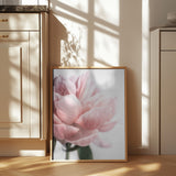 Peony 3 Poster och Canvastavla