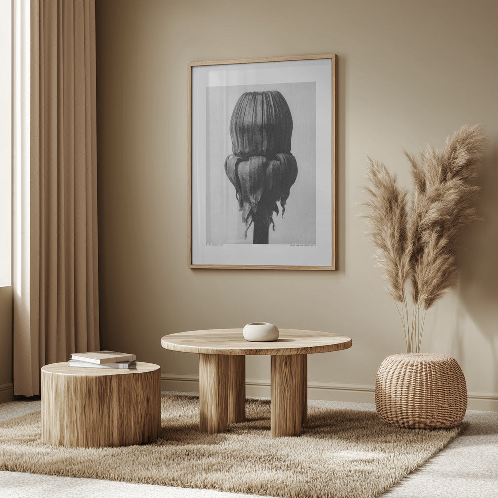 Taraxacum Officinale Poster och Canvastavla