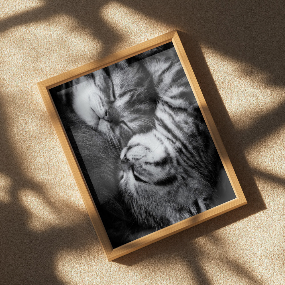 Yin and Yang Poster och Canvastavla