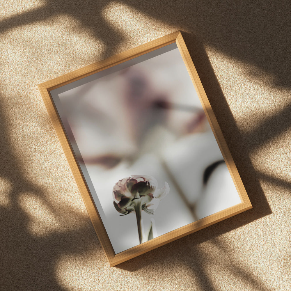 Peony 22 Poster och Canvastavla