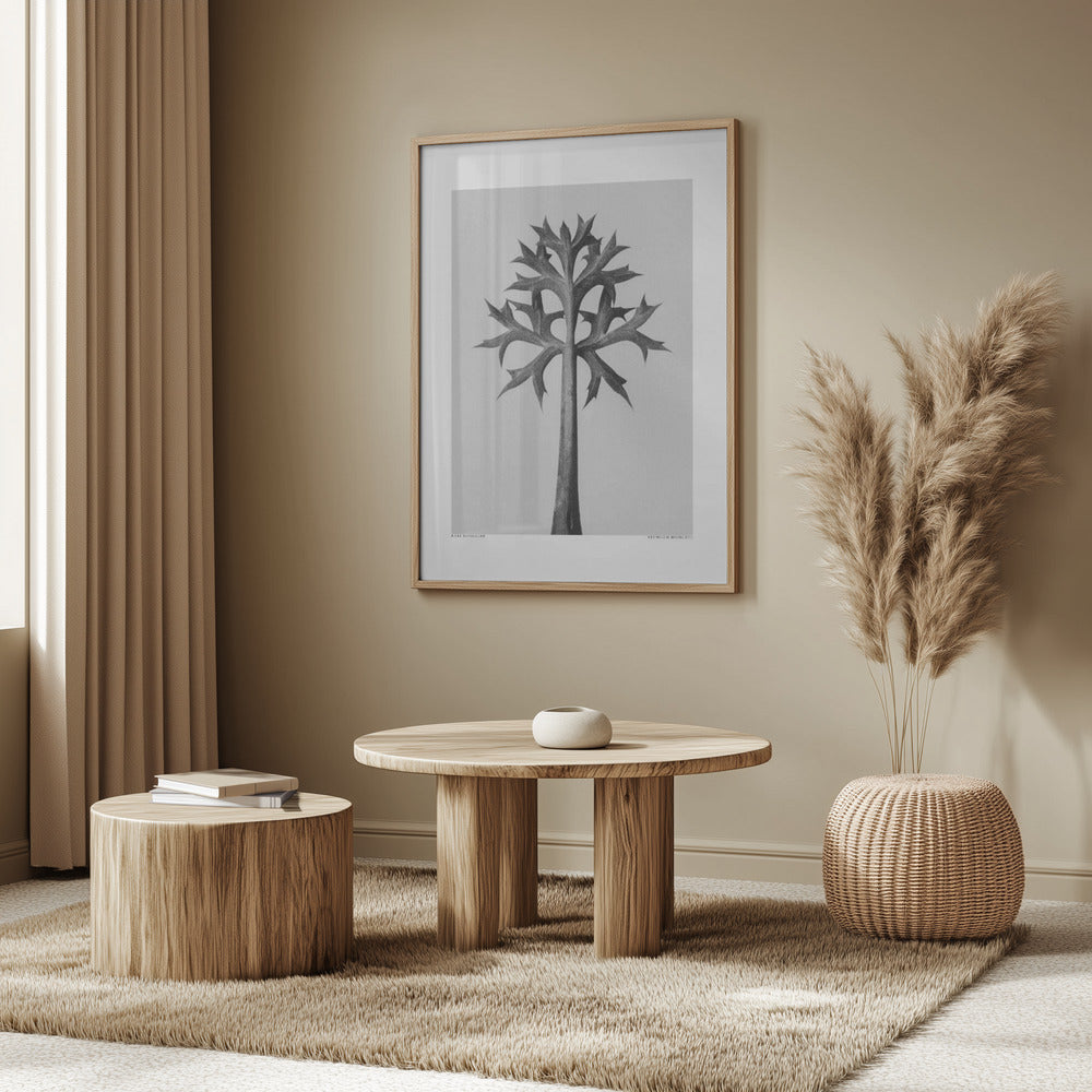 Eryngium Bourgatii Poster och Canvastavla