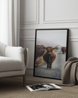 Cow Poster och Canvastavla