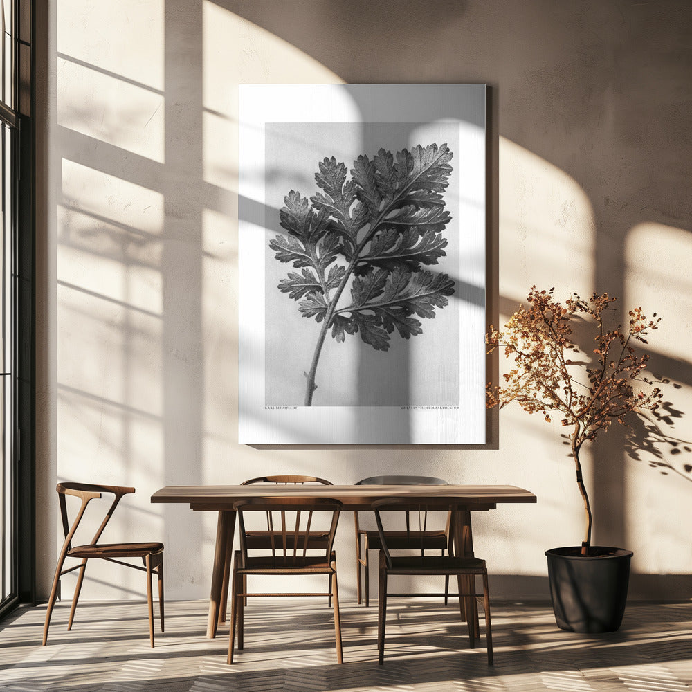 Chrysanthemum parthenium Poster och Canvastavla