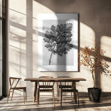 Chrysanthemum parthenium Poster och Canvastavla
