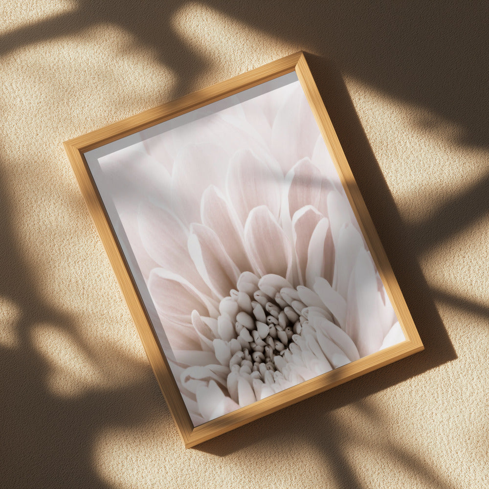 Chrysanthemum No 06 Poster och Canvastavla