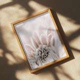 Chrysanthemum No 06 Poster och Canvastavla