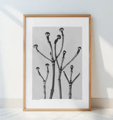 Cornus Florida Poster och Canvastavla