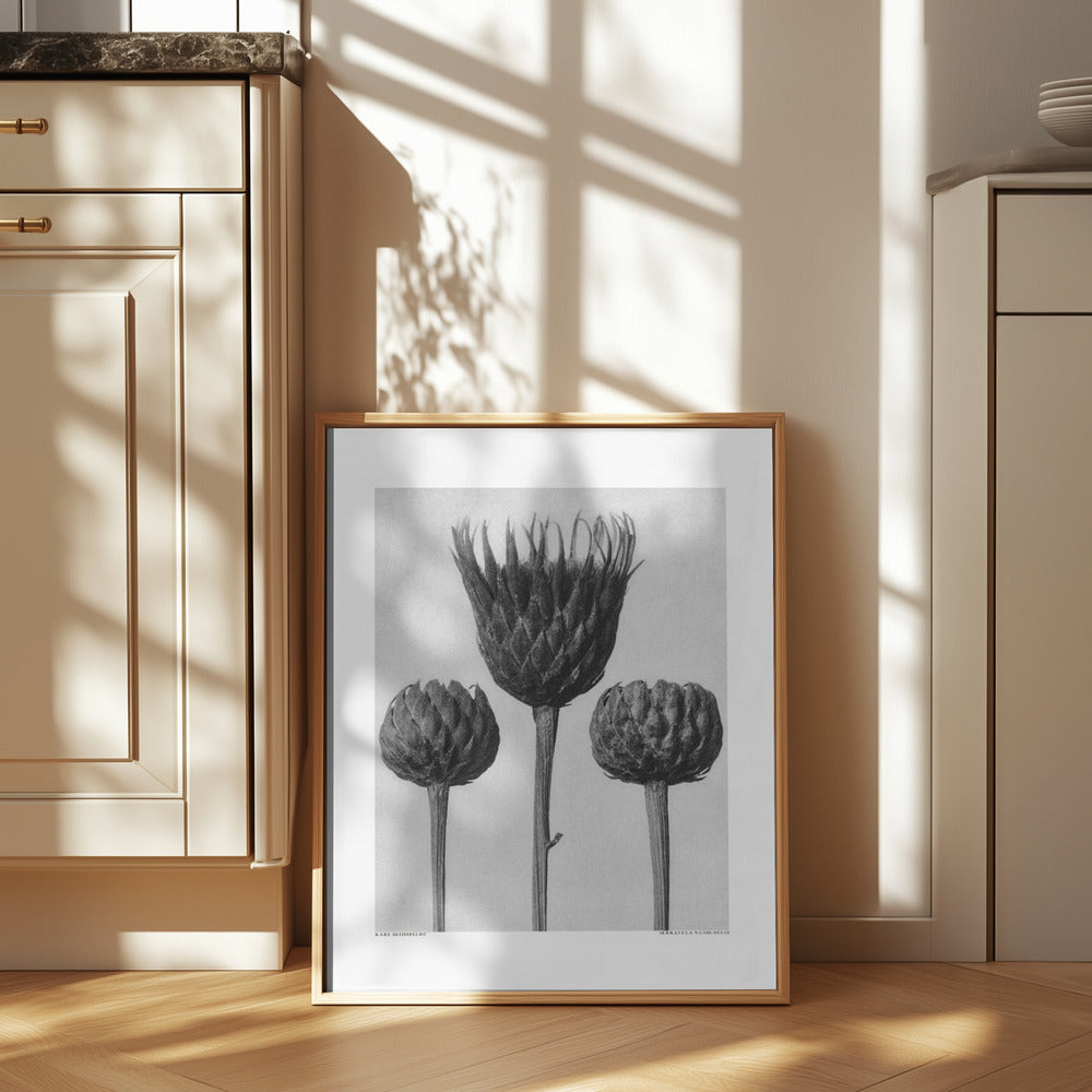 Serratula Nudicaulis Poster och Canvastavla