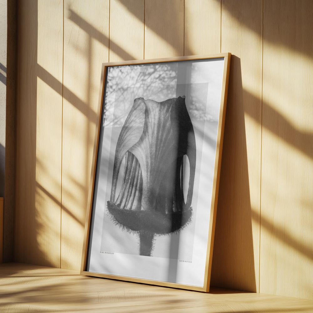 Geum Rivale Poster och Canvastavla