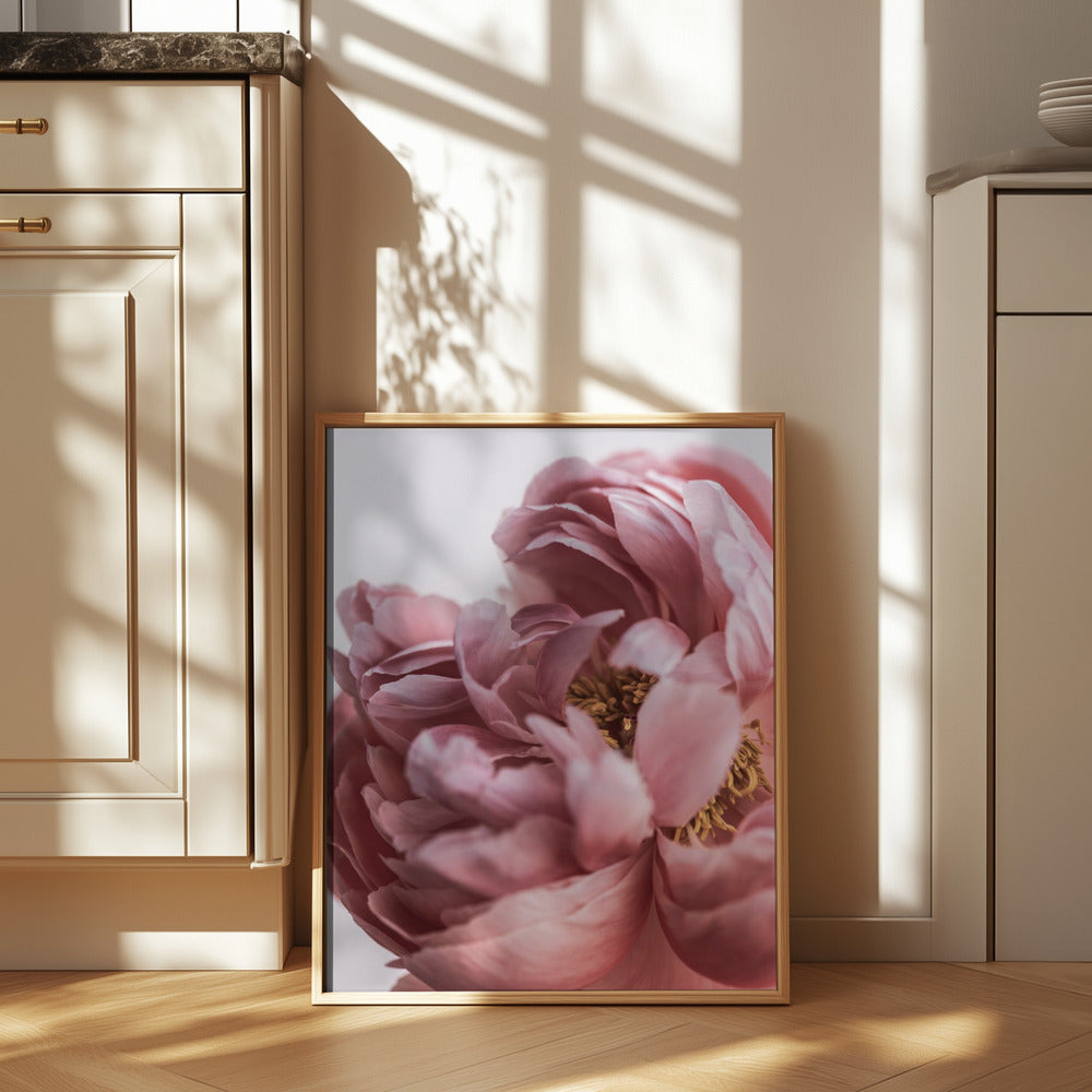 Peony Poster och Canvastavla