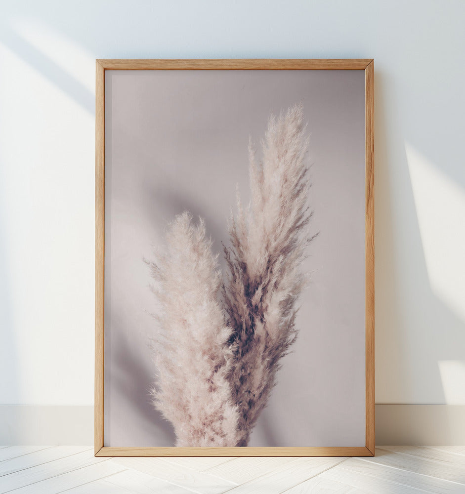 Pampas Grass Poster och Canvastavla