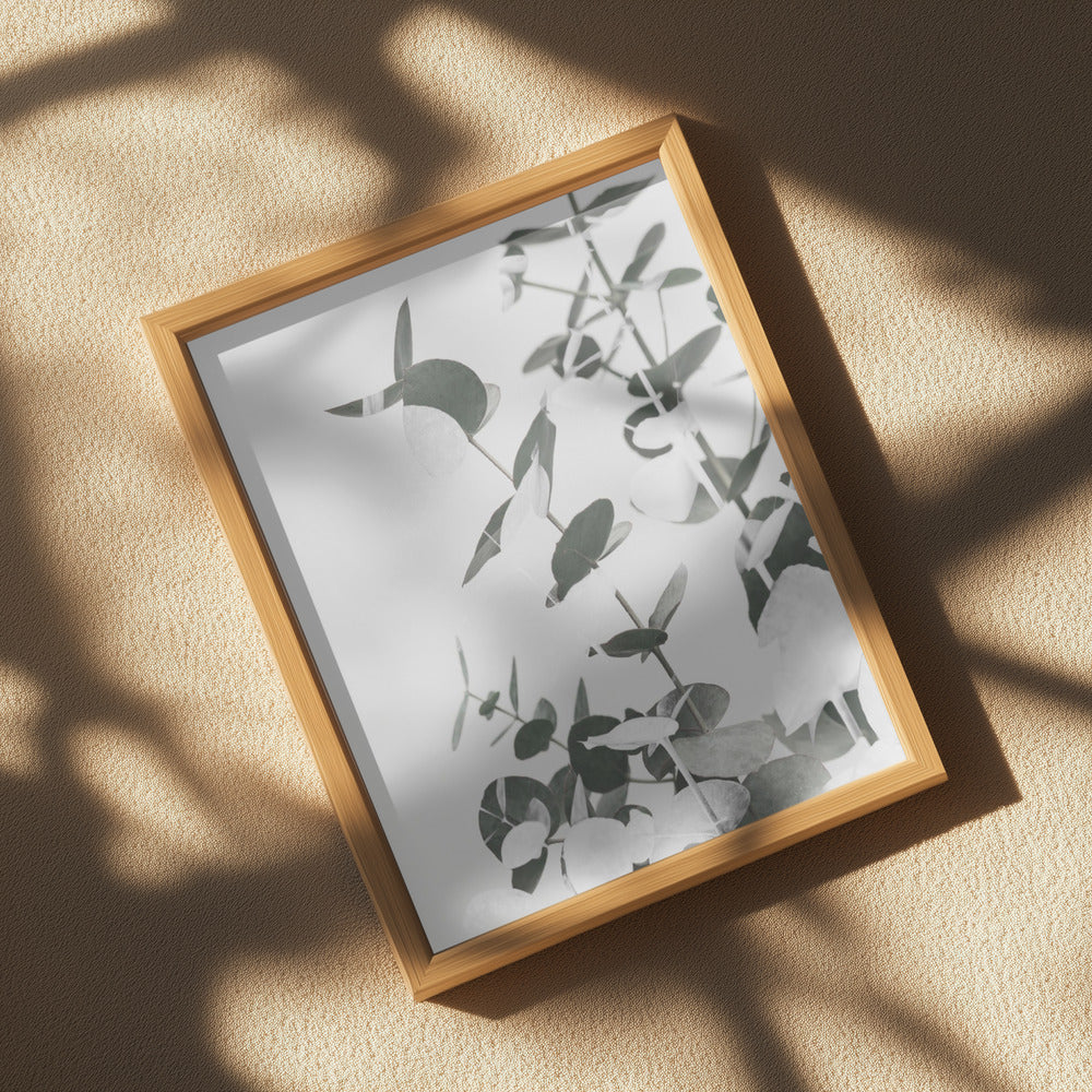 Eucalyptus Creative 10 Poster och Canvastavla