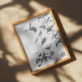 Eucalyptus Creative 10 Poster och Canvastavla