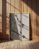 Botanical shadow on the wall Poster och Canvastavla